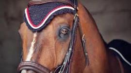 Timeline: hickstead life