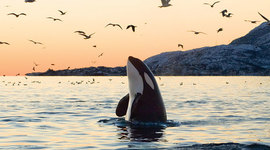 Timeline: The Age of Napoleon