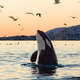 Whale orca