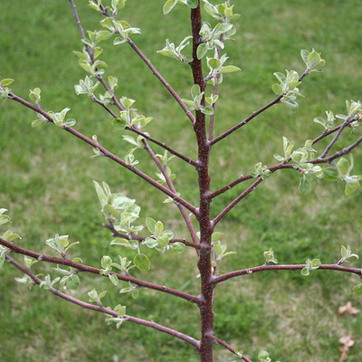 Timeline: Events of the Civil Rights Movement by Meescha Cooper