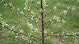 Timeline: Events of the Civil Rights Movement by Meescha Cooper