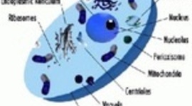 Timeline: cell theory