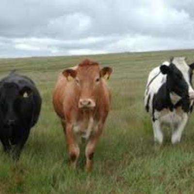 Timeline: Timeline Frozen Beef Sol Saubidet