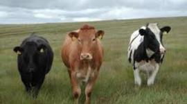 Timeline: Timeline Frozen Beef Sol Saubidet