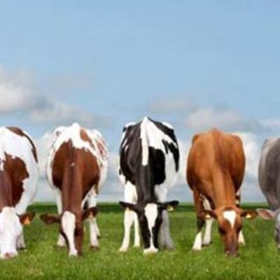 Timeline: Frozen Beef Export Eszter Aanya