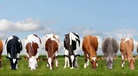 Timeline: FROZEN BEEF EXPORT 1888/1895 ALI