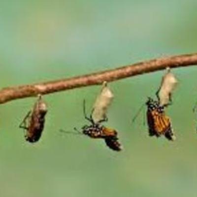 Timeline: Life cycle of a Butterfly