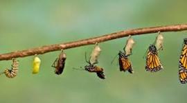 Timeline: Life cycle of a Butterfly