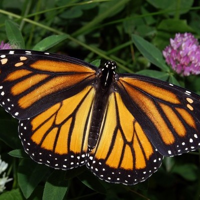 Timeline: The Life Cycle of the Monarch Butterfly