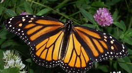 Timeline: The Life Cycle of the Monarch Butterfly