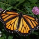 Monarch in may 1