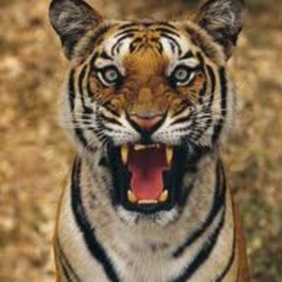 Timeline: World History II Time Line