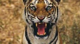 Timeline: World History II Time Line