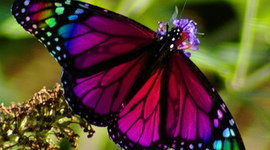 Timeline: Psy A365 Timeline Fall 2014