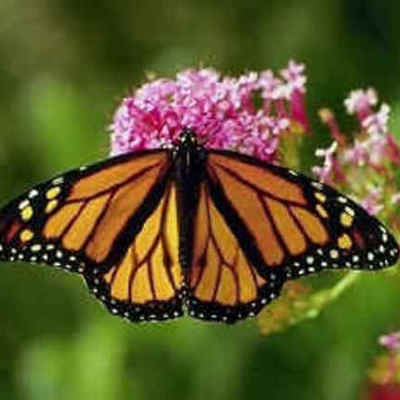 Timeline: Lifecycle of a Monarch Butterfly
