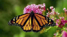 Timeline: Lifecycle of a Monarch Butterfly