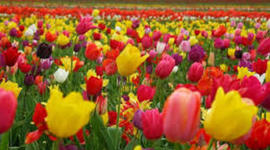 Timeline: Partes de las plantas y sus funciones