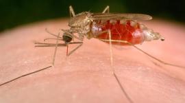 Timeline: Malaria