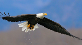 Timeline: Early America