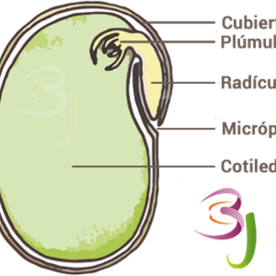 Timeline: Proceso de crecimiento de una planta