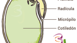 Timeline: Proceso de crecimiento de una planta