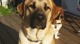 Timeline: Jessica Smith's Timeline Toast for PSY A365 Fall 2014