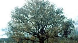 Timeline: A timeline for Georgia