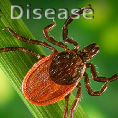Timeline: Lyme Disease