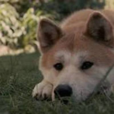 Timeline: The history of Hachiko