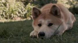 Timeline: The history of Hachiko