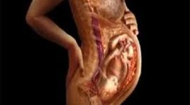 Timeline: Linea del tiempo Embarazo