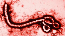 Timeline: History of Ebola