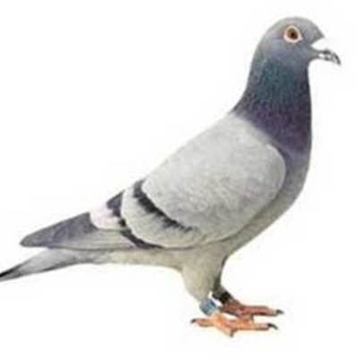 Timeline: Desenvolvimento Econômico Da China