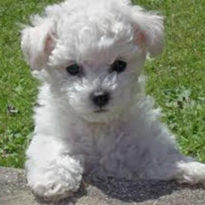 Timeline: Wh&G II MP1 timeline