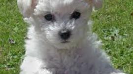 Timeline: Wh&G II MP1 timeline