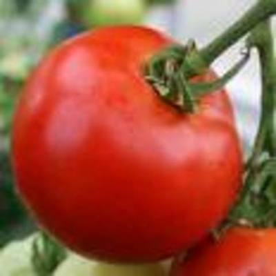 Timeline: How a tomato grows