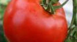 Timeline: How a tomato grows