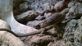 Timeline: Organisms and Environments