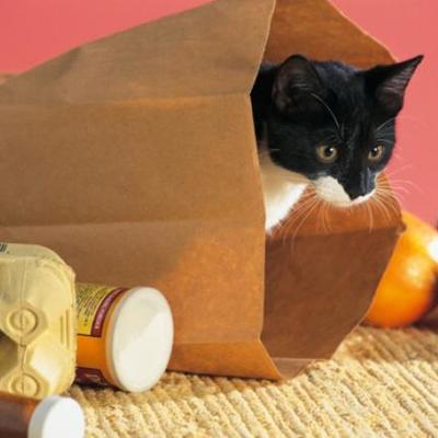 Timeline: Don't Let the Cat out of the Bag (a brief history)