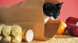 Timeline: Don't Let the Cat out of the Bag (a brief history)