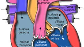 Timeline: El Ciclo Vital
