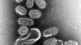 Timeline: 10 Pandemias más catastróficas