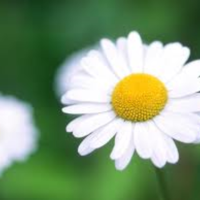 Timeline: Línea de tiempo de Rocío