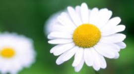 Timeline: Línea de tiempo de Rocío