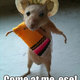 Funny mexican rat sombrero