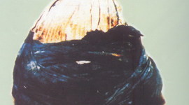 Timeline: السيرة العاطرة من السنة  الاولى الى العاشرة