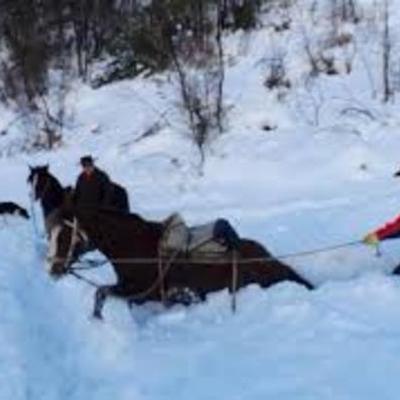 Timeline: People rescued trapped horses