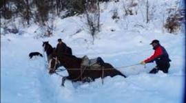 Timeline: People rescued trapped horses