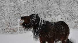 Timeline: Heroic  rescue