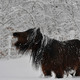 Espana nevadas